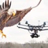 Droneları kartal avlayacak
