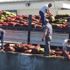İzmir'de 24 ton kaçak midyeye el konuldu İzmir'de 24 ton kaçak midyeye el konuldu