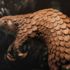 Pangolinlerde farklı bir koronavirüs belirlendi: İnsana sıçrayabilir