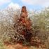 Somali’de 4 metrelik termit gökdelenleri Somali’de 4 metrelik termit gökdelenleri