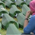 Sırbistan Başbakanı Srebrenitsa törenine katılacak