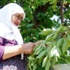 Hadim kirazı bile dalında kaldı
