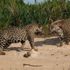 İki jaguarın kanlı mücadelesi sosyal medyada çok konuşuldu (Vahşi yaşam fotoğrafları) İki jaguarın kanlı mücadelesi sosyal medyada çok konuşuldu (Vahşi yaşam fotoğrafları)