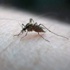 Amerika Kıtası İçin 'Zika virüsü' Uyarısı