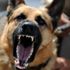 Yürüyüş yapan adamın üzerine bir anda atladılar. Sokak köpekleri dehşet saçtı Yürüyüş yapan adamın üzerine bir anda atladılar. Sokak köpekleri dehşet saçtı