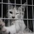 Kedi tırmığı 'adam yaralama' suçu sayıldı! Kedi tırmığı 'adam yaralama' suçu sayıldı!
