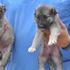 Eskişehir'de 8 yavru köpeğin kulaklarını kesip barınağa bıraktılar