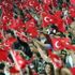 Finlandiya ile deplasmanda oynayacağımız maçta Türk taraftarlar için ayrılan biletler tükendi