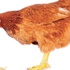 Tavuk tavuğu yesin mi yemesin mi Tavuk tavuğu yesin mi yemesin mi