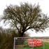 İngiltere de 250 yıllık armut ağacı tren yolu yapımı ...