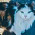 Gizemli kedi hastalığı ülkeyi karıştırdı