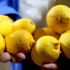 Limon fiyatlarına depoda 'çürüme' etkisi