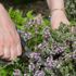 Tıbbi aromatik bitkiler küçük tarım arazilerine can suyu oluyor