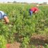 İstediği fiyata satamayınca tonlarca biberi vatandaşlara bıraktı İstediği fiyata satamayınca tonlarca biberi vatandaşlara bıraktı