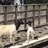New York'ta 'mezbahadan kaçan' keçiler metro seferlerini aksattı New York'ta 'mezbahadan kaçan' keçiler metro seferlerini aksattı