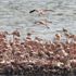 Flamingo adası binlerce allı turnaya kucak açtı Flamingo adası binlerce allı turnaya kucak açtı