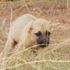 Yavru köpeği kulaklarını kesip, araziye attılar!