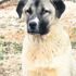 Alman basını, kangalları hedef aldı! Yetiştiriciler ise sert çıktı: En merhametli köpek Alman basını, kangalları hedef aldı! Yetiştiriciler ise sert çıktı: En merhametli köpek