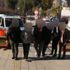 76 saatlik kamera takibinde yakalandılar 76 saatlik kamera takibinde yakalandılar