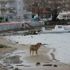 Yalova'da deniz suyu 25 metre çekildi Yalova'da deniz suyu 25 metre çekildi