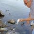 Sakarya Nehri'nde balık ölümleri Sakarya Nehri'nde balık ölümleri