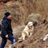 Kayıp çocukları özel eğitimli köpekler arıyor