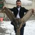 Erzurum’da yaralı baykuş için vatandaş seferber oldu Erzurum’da yaralı baykuş için vatandaş seferber oldu