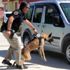 Dedektör köpekler zehir tacirlerinin korkulu rüyası ...