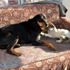 Kedi ile köpeğin dostluğu görenleri şaşırtıyor