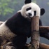 Müjde! Pandalar kurtuluyor!