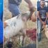 Keçiden kedi performansı: Tahliye borusuna sıkıştı