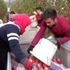 Karaman da mevsimin son elma hasadı yapıldı Karaman da mevsimin son elma hasadı yapıldı