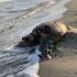 Silivri’de ölü caretta caretta kıyıya vurdu