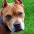 Pitbull besleyen kişiye 38 bin lira ceza uygulandı Pitbull besleyen kişiye 38 bin lira ceza uygulandı