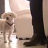 11 yıl önce kaybolan köpek 450 km uzakta bulundu
