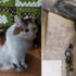 Kedi, uyuyan sahibini ısırarak yangından kurtardı Kedi, uyuyan sahibini ısırarak yangından kurtardı