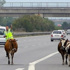 TEM otoyoluna giren inekler trafiği birbirine kattı