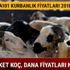 Kurbanlık rekabeti