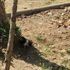 Turgutlu'da 2 kedi ayakları kesilmiş halde ölü bulundu