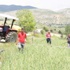 Taşköprü sarımsağını dolu vurdu