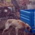 Haftalarca aç bırakılan köpek ölmek üzereyken bulundu