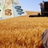 Genç çiftçiye 30 bin TL hibe desteği ve başvuru şartları