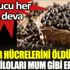 ﻿Kanser hücrelerini öldürüyor fazla kiloları mum gibi eriyor