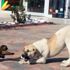 Yavru kedi, yiyeceği vermemek için köpeğe böyle karşı koydu Yavru kedi, yiyeceği vermemek için köpeğe böyle karşı koydu