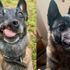 Burnu kesik köpeğine 45 bin liraya estetik yaptırdı