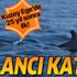 Gökçeada yakınlarında 25 yıl sonra ilk kez görüntülendi! Yalancı Katil balina...