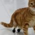 Kedi Pika, protezine özel yeni ayakkabılarıyla yürüyor