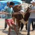 Bursa'da hayvan pazarının en 'ağır abi'si ikinci el otomobil fiyatına satılıyor