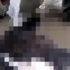 Boğaz'da yüzen domuz bu kez karaya çıkamadı