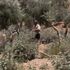 İsrail, Filistinlilere zeytin ağaçlarını söktü